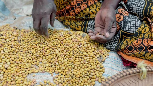 Hands of an African woman separating the good maize grains