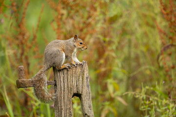 The eastern gray squirrel, also known as the grey squirrel depending on region, is a tree squirrel in the genus Sciurus.