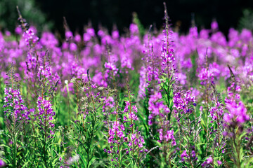 Fototapeta premium Purple flowers of fireweed, Ivan tea, in a field close-up, summer.
