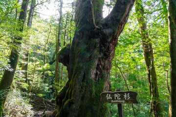 屋久島のヤクスギランドの仏陀杉
