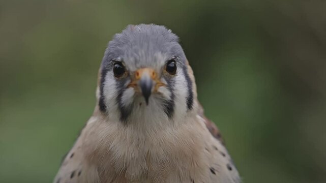 portrait rapace diurne faucon cr&eacute;cerelle