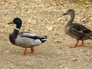 Two ducks walking side by side on a grassy path, captured in natural light. Their synchronized steps and detailed plumage evoke themes of wildlife, nature, and companionship.