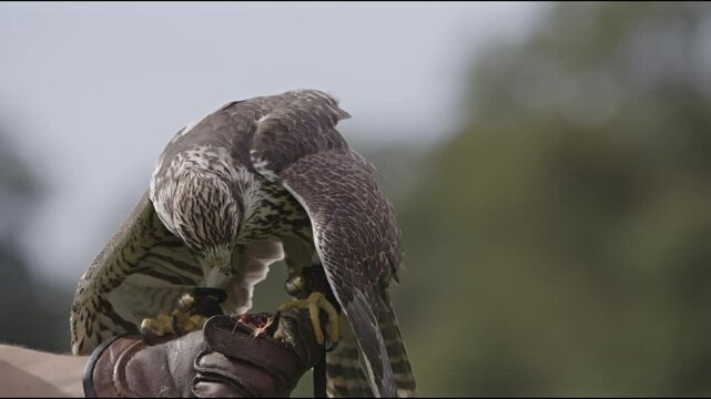 rapace diurne et sa proie faucon sacre