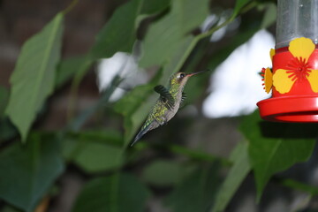 Colibrí con las alas desplegadas © Isabel