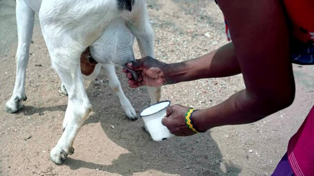 An african woman milking a goat outdoors