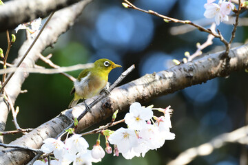 春：メジロの食卓
