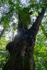 屋久島のヤクスギランドの仏陀杉

