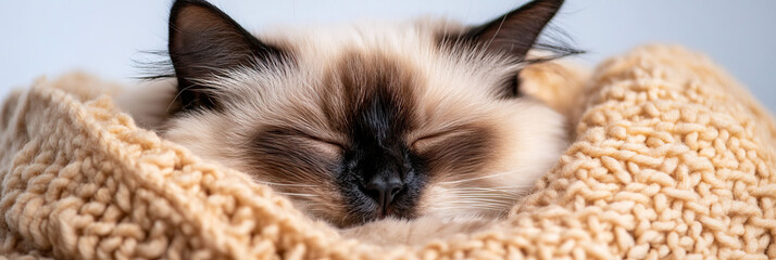 Obraz premium Sleeping Ragdoll Cat in Beige Knit Blanket