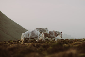 wild welsh ponies on a mountain in the Brecon Beacons in Wales