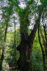 屋久島のヤクスギランドの仏陀杉
