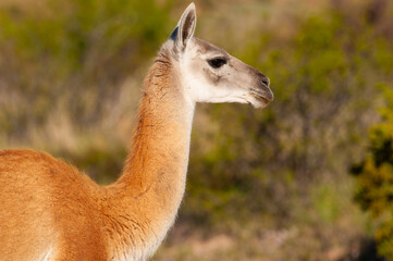 Guanacos in Lihue Calel National Park, La Pampa, Patagonia, Argentina.
