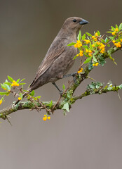 Bay winged Cowbird nesting, in Calden forest environment, La Pampa Province, Patagonia, Argentina.