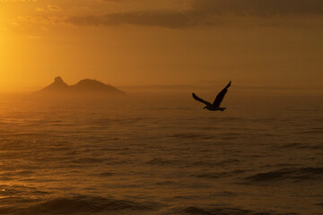 bird at dawn 3