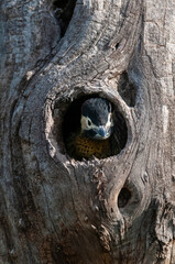 Green barred Woodpecker in forest environment,  La Pampa province, Patagonia, Argentina.