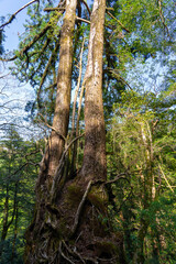 屋久島のヤクスギランドの双子杉
