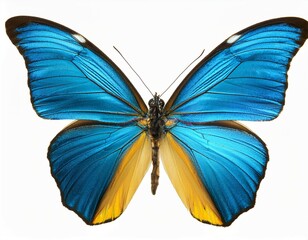 Fototapeta premium very beautiful light blue yellow butterfly with spread wings isolated on a white background