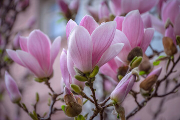 Obraz premium Delicate pink magnolia blooming near the house. Kiev spring.
