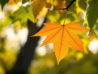 vibrant close-up of single orange maple leaf surrounded by green leaves with blurred bokeh background, highlighting seasonal transition