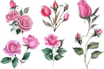 Watercolor illustration of rose flower