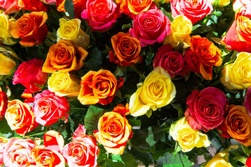 Bouquet of fresh different roses: red, yellow, pink. Colorful floral background.
