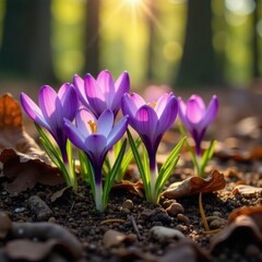 Obraz premium Purple crocus flowers blooming in a forest floor landscape, atmosphere, flowers