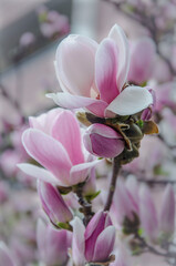 Blooming delicate pink magnolia close-up near the house. Kiev spring © OLENA PANASIUK