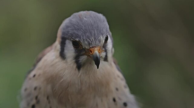portrait rapace diurne faucon cr&eacute;cerelle