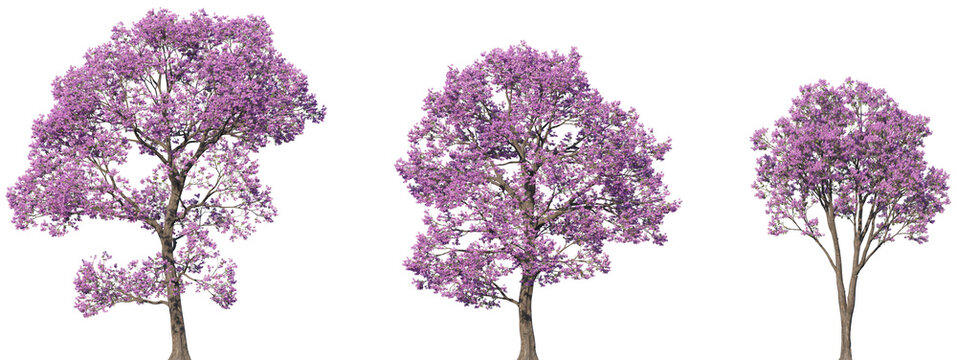 Set of Handroanthus impetiginosus (the pink ipe, pink lapacho or pink trumpet tree) frontal isolated png on a transparent background perfectly cutout