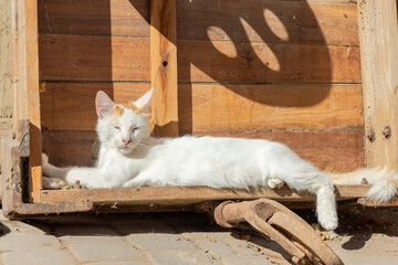 Beautiful corner of the Marrakech medina, with an exhibition of old wooden doors and stray cats. Morocco.