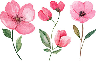 Watercolor illustration of rose flower