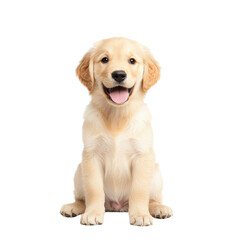 Happy golden retriever puppy sitting with a cheerful expression.