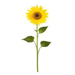 Fototapeta premium Isolated sunflower with green leaves on a white background.