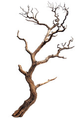 dead tree isolated on transparent background PNG