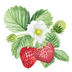 Strawberry Watercolor illustration, strawberry bushes with green leaves and white flowers