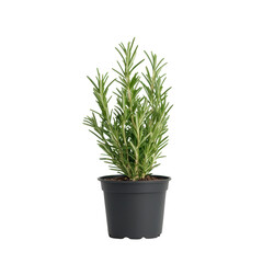 Rosemary plant in a black pot, white isolate background.