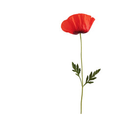 Single red poppy flower on a white isolated background.