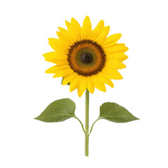 Fototapeta premium Vibrant sunflower with green leaves on a white isolate background.