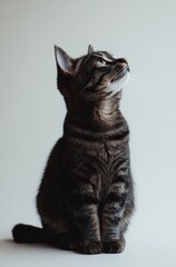 Graceful tabby cat sitting upright and gazing thoughtfully with expressive eyes against a simple light background showcasing feline beauty and elegance