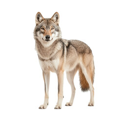 Fototapeta premium Wolf standing elegantly on a white isolate background.