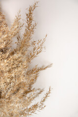 Mockup with empty dried reed grass on white background with shadow and light. Place for your logo or text. Flat lay, top view