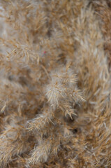Dry reed grass in light pastel colors, reed seeds. Beige reed grass, pampas grass. Selective focus. Macro view.