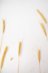 Autumn composition. Frame. Wheat ears on white background. Autumn, fall, thanksgiving day concept. Flat lay, top view.