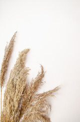 Mockup with empty dried reed grass on white background with shadow and light. Place for your logo or text. Flat lay, top view