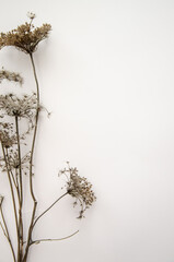 Floral composition, border. Dried pressed wildflowers and herbs isolated on white. Pressed floristics, oshibana. Cards, invitations, floral design. Natural eco concept.