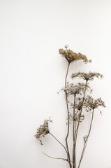 Floral composition, border. Dried pressed wildflowers and herbs isolated on white. Pressed floristics, oshibana. Cards, invitations, floral design. Natural eco concept.