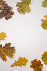 Autumn fall composition. Round frame made of dried oak leaves on white background with blank copy space