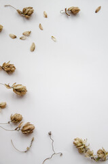 Dry brown hop cones on white background. Brewing. Beer ingredient. Medicinal herbs. Concept. Top view. Natural colours. Copy space for your text