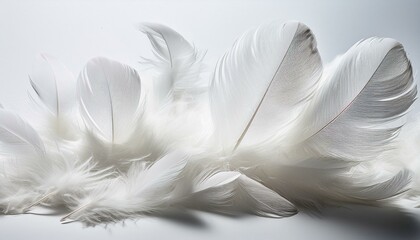 Obraz premium 軽やかな白い羽が白い背景に浮かぶシンプルな構図