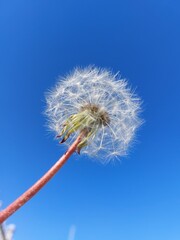 Macro Photography of a Dandelion Against a Bright Blue Sky.  A close-up macro shot of a dandelion with delicate seed heads, captured from a low angle against a vivid blue sky. The image conveys a sens © DmBella