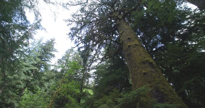 Big Tree with Short Sand Creek